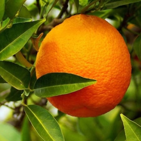 بذور النارنج - أصول الحمضيات ( C ITRUS AURANTIUM )