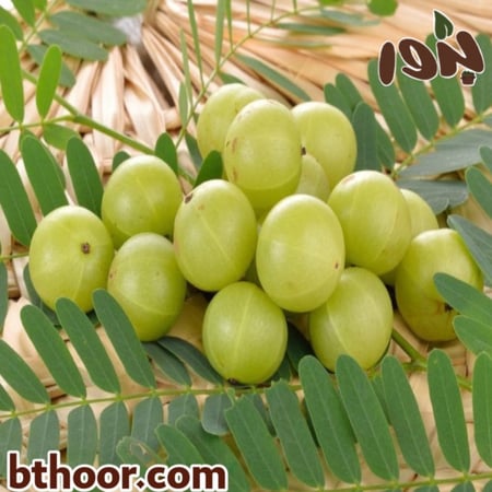 فاكهة التوت الهندي-متجر بذور الزراعي