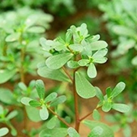 بذور الرجلة - Portulaca oleracea