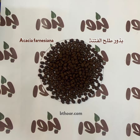 صورة بذور طلح الفتنة