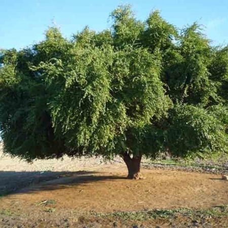 سدر بري