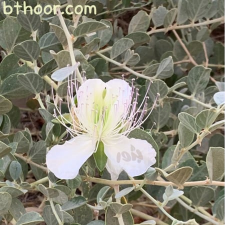 زهرة الشفلح