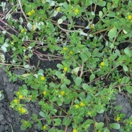 بذور الرجلة - Portulaca oleracea