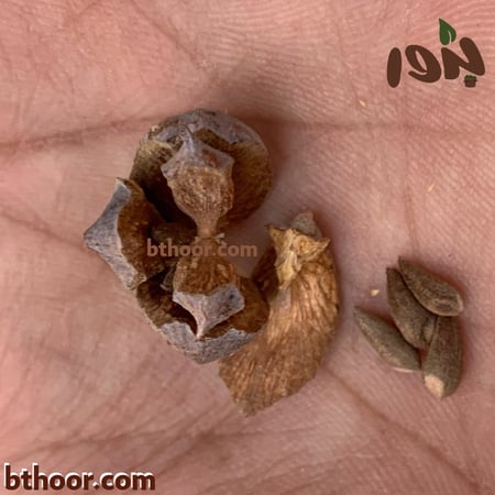 صورة بذور التويا-متجر بذور الزراعي