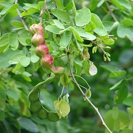 بذور اللوز الهندي (اللوز البلدي) - Pithecellobium dulce