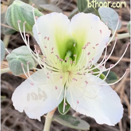 زهرة الشفلح