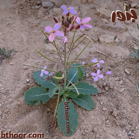 اليهق-متجر بذور الزراعي