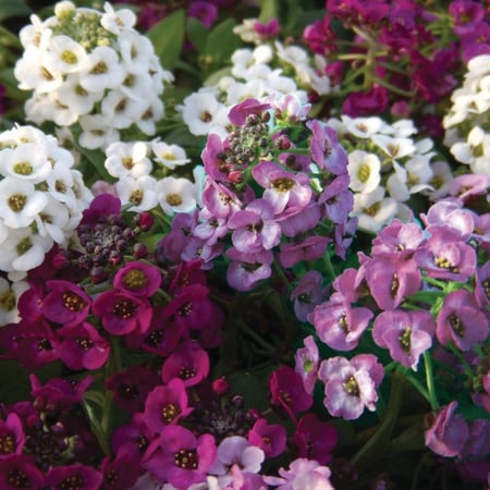 بذور زهرة الاليسم ( Lobularia maritima )