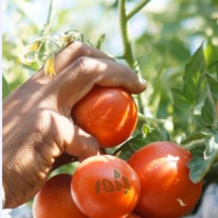 بذور البندورة