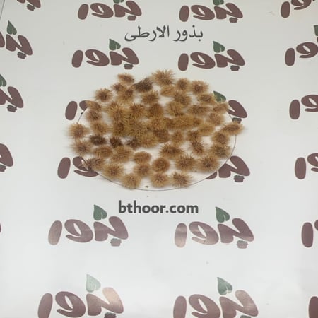 صورة بذور الارطى - متجر بذور الزراعي