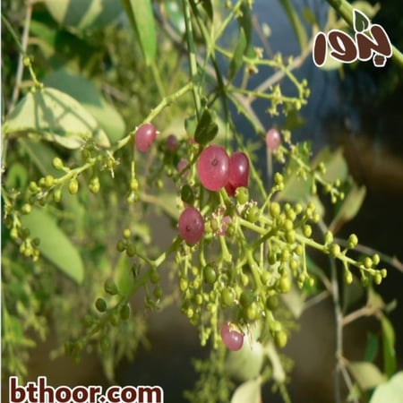 بذور شجرة المسواك جملة