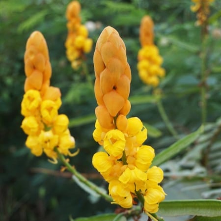 سنا ديديموبوتريا