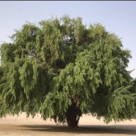 شجرة السدر البري