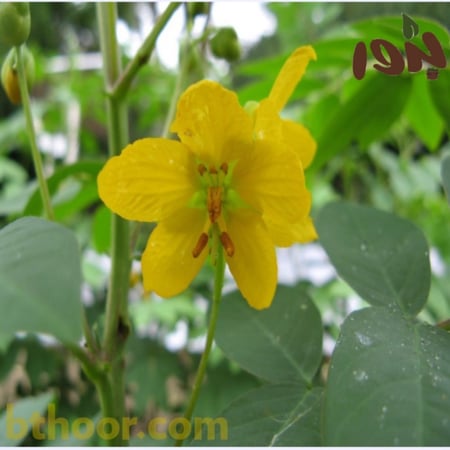 زهرة سنا القهوة