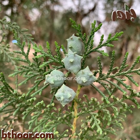 زهور الثويا-متجر بذور الزراعي