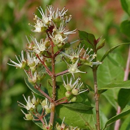 بذور الحنا البلدي