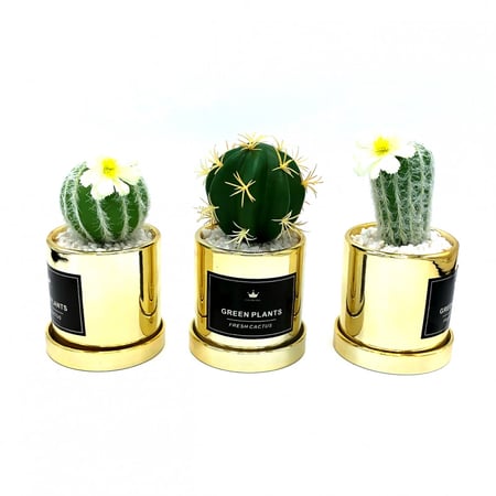 تحفة ذهبية زجاجية شجر صبار