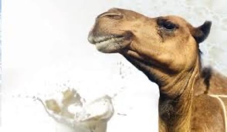 حليب الابل 1L