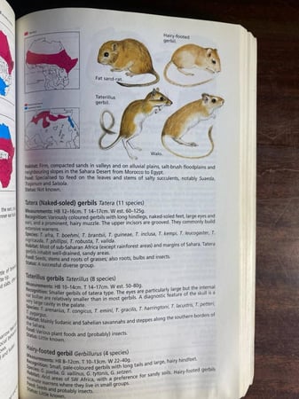 African Mammals (P15)