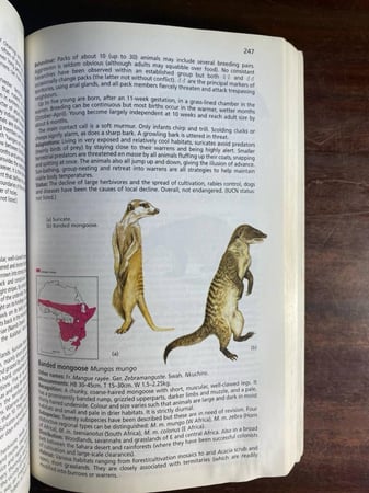 African Mammals (P15)