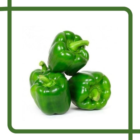 فلفل رومي أخضر