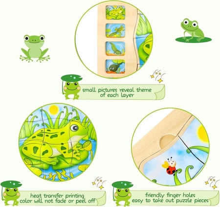 بازل خشب مراحل نمو الضفدع