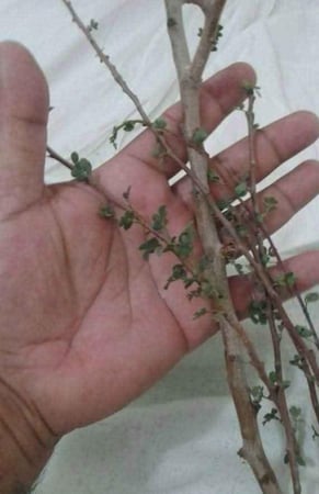 بيلسان المدينة ربع تولة