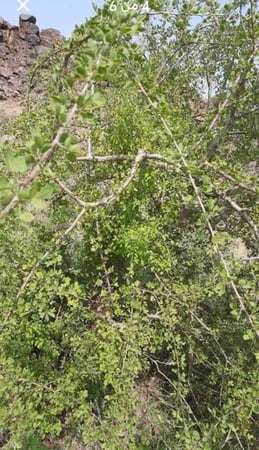 بيلسان المدينة ربع تولة