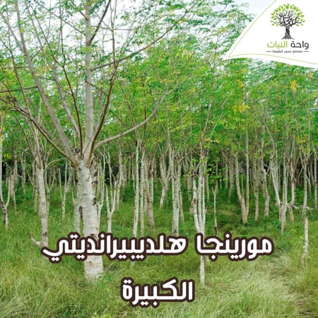 مورينجا هلديبيرانديتي الكبيرة