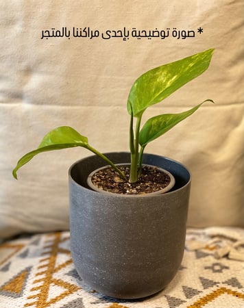 بوتس (النبتة المحبوبة)