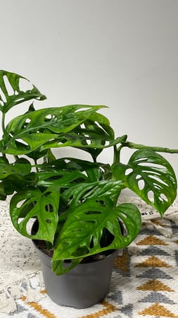 مونستيرا أدانسوني (Monstera Adansoni)