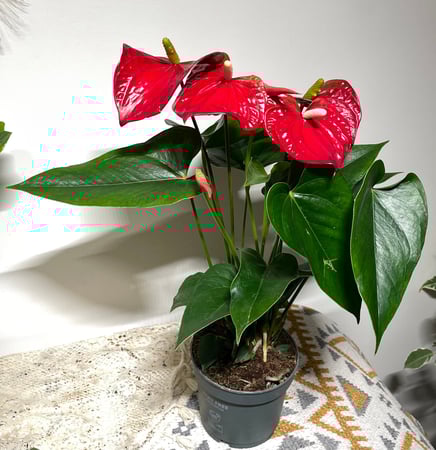 الانثريوم الحمراء