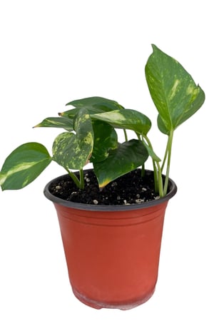 بوتس (النبتة المحبوبة)