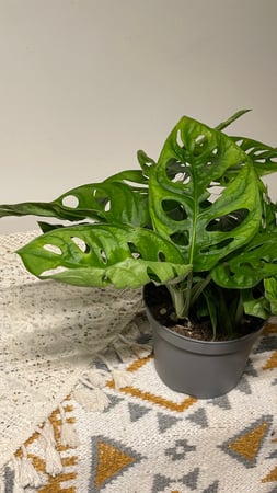 مونستيرا أدانسوني (Monstera Adansoni)
