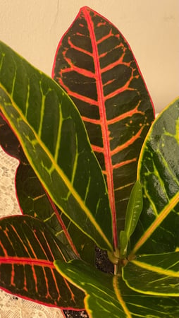 نبتة كروتون بترا   |   Croton Petra