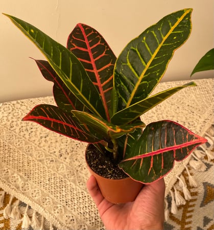 نبتة كروتون بترا   |   Croton Petra