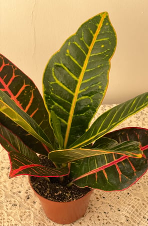نبتة كروتون بترا   |   Croton Petra