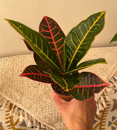 نبتة كروتون بترا   |   Croton Petra