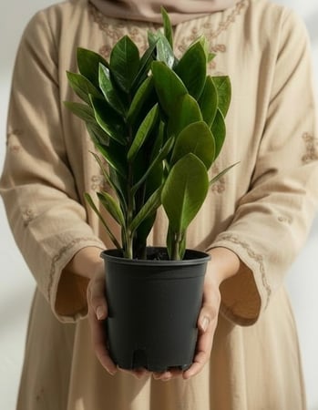 زاميا ڤيتاليا الكثيفة / ZZ Plant