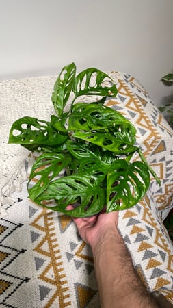 مونستيرا أدانسوني (Monstera Adansoni)