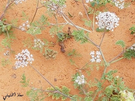 بسباس 30 بذرة Anisoscialium isoscoadium