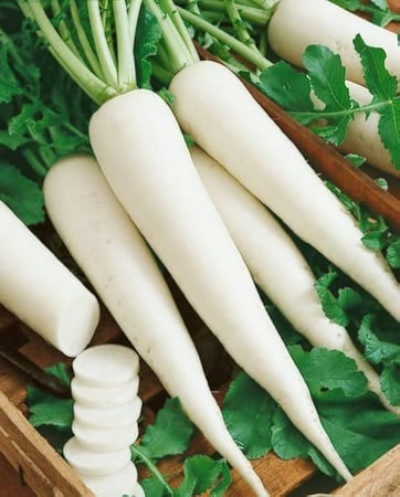 فجل - Radish