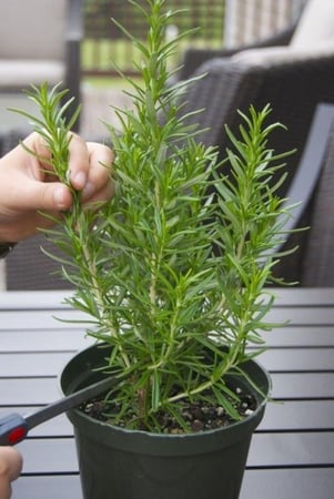 بذور اكليل الجبل 3.50 جرام