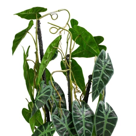 نبتة كالاديوم صناعية متسلقة في وعاء أسود – ارتفاع 77 سم – لمسة طبيعية ة للديكور