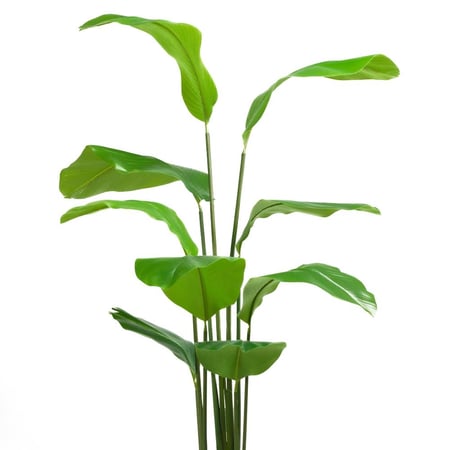 شجرة عصفور الجنة الصناعية – ارتفاع 150 سم – أوراق خضراء لديكور