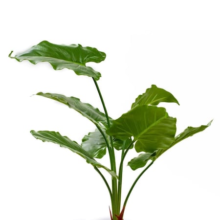 شجرة ألوكسيا صناعية مع مركن أبيض – أوراق خضراء طبيعية المظهر 80 سم