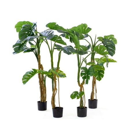 شجرة مونستيرا  مقاسات مختلفة