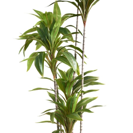 شجرة دارسينا صناعية أوراق خضراء– متوفرة بـ 4 ارتفاعات