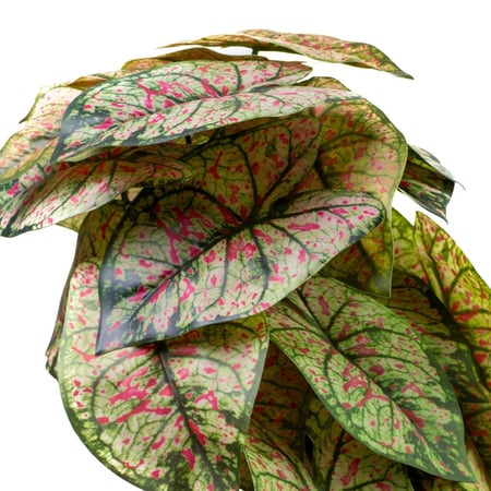 خضارات كالاديوم متدلي – لون أحمر مبرقش بالأخضر الفاتح، 66 سم