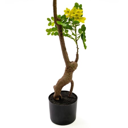 شجرة صناعية كاسيا جلوكا – أوراق خضراء وزهور صفراء، ارتفاع 150 سم